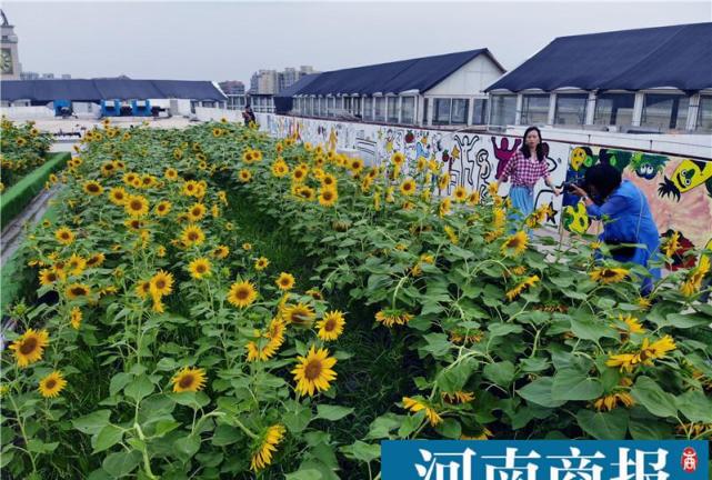 屋顶上种了3000 向日葵 郑州又一 网红 地被发掘 腾讯网