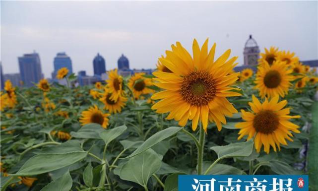 屋顶上种了3000 向日葵 郑州又一 网红 地被发掘 腾讯网