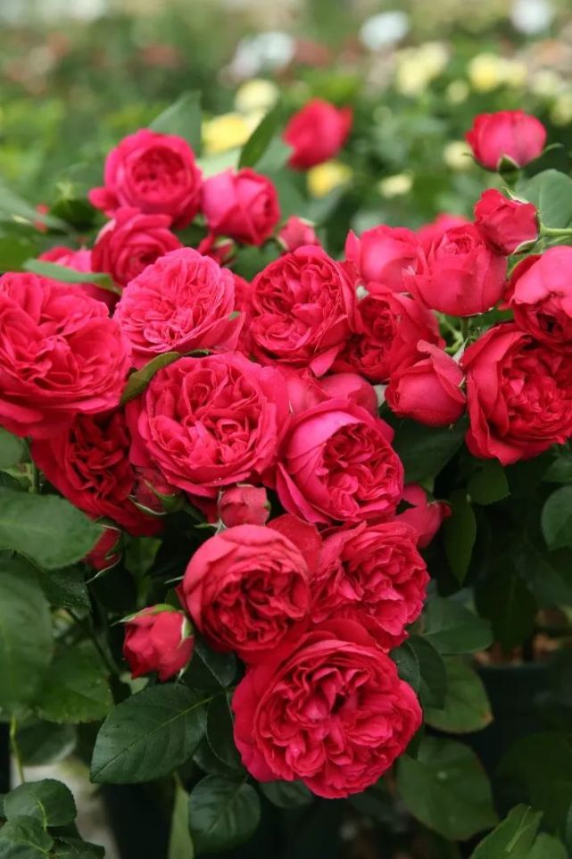 经过500位花友的票选,我们得到了这份耐热月季清单