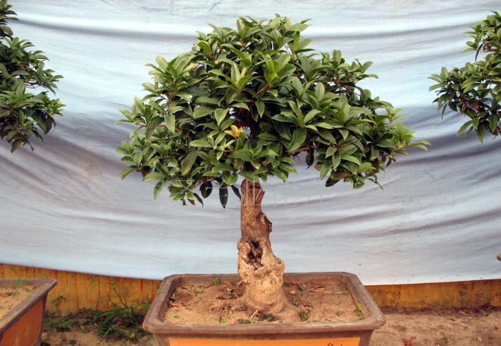 桂花树剪枝 选准时机 越剪越旺