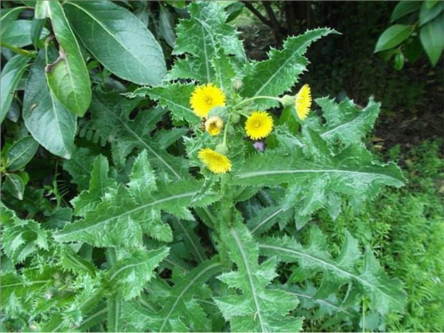 农村这个植物,它是续断菊,能够做饺子馅儿,请大家注意珍惜