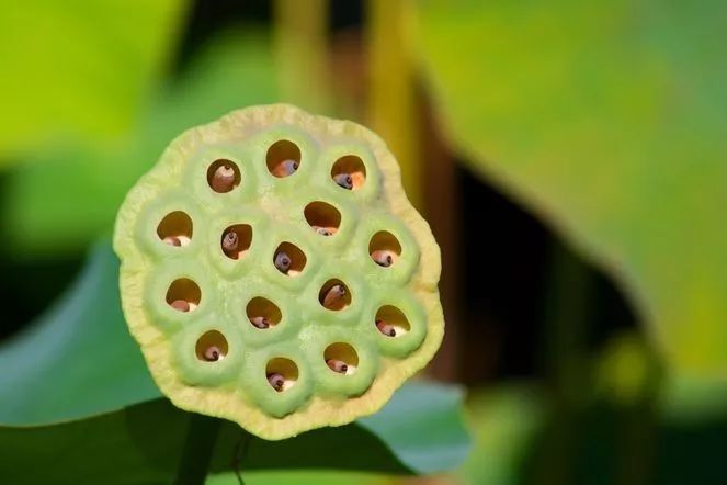 密集恐惧症 或是进化的馈赠 源于人类对有害生物的趋避效应