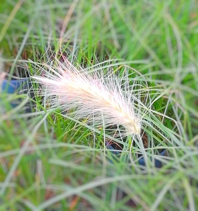 (长绒毛狼尾草)