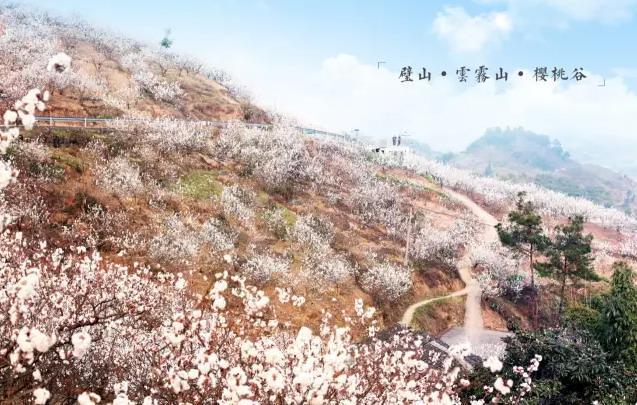 美哉云雾山中樱桃谷