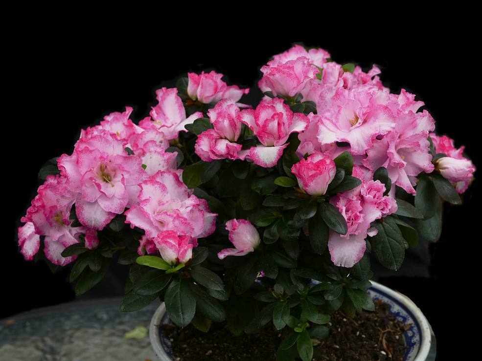 花比叶子还多 四季开不停 漂亮好养 盆栽树型非常棒