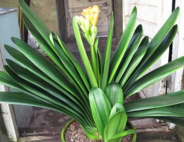 养花人必备 盆栽植物的保护神 盆里撒点它 叶大根壮无虫害