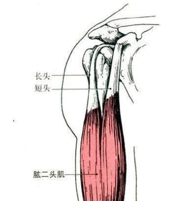 肱二頭肌主要分為長頭和短頭,故稱為二頭.