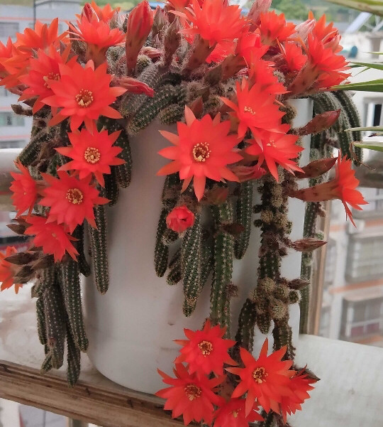 7 8月养啥花 这7种花 夏季开花不断 皮实好养 长得可疯了