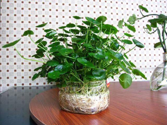 养花之后 才发现塑料瓶是 养花神器 这样做可以省下不少钱