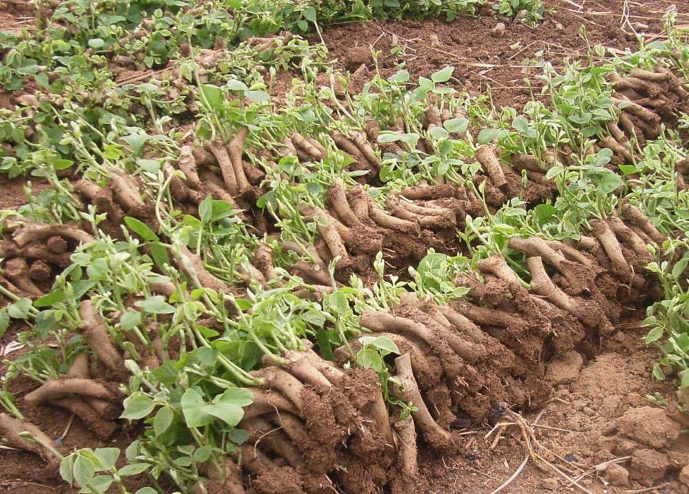 帮助葛根生存下来的方法