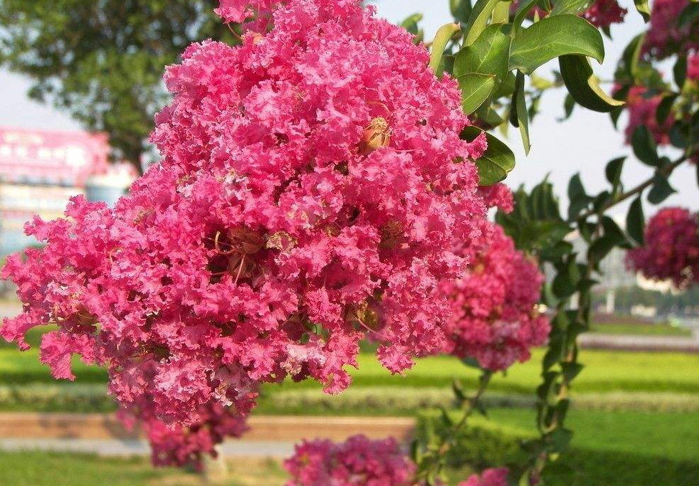 许多多倍体植物比它们的二倍体亲属细胞更大,整体上也更大.