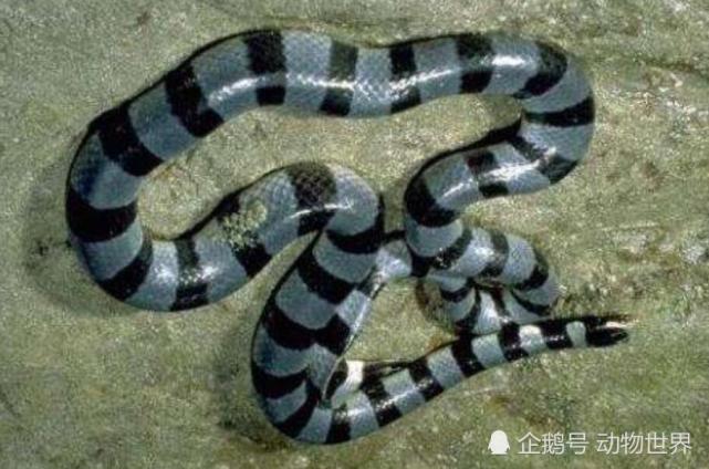 中国沿海有一种三米多长的剧毒海蛇 千万不要招惹
