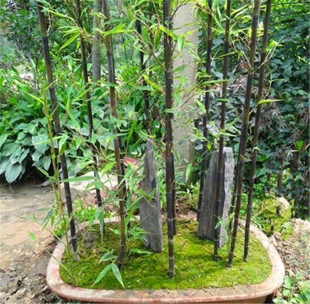 庭院里的竹子根长的太厉害到处都是该怎么办