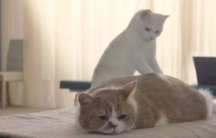 猫咪按起摩来,比人类还强,看看被按摩的猫反应就知道