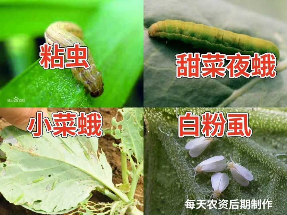 虱螨脲 杀虫又杀卵 3大关键点必看 腾讯新闻