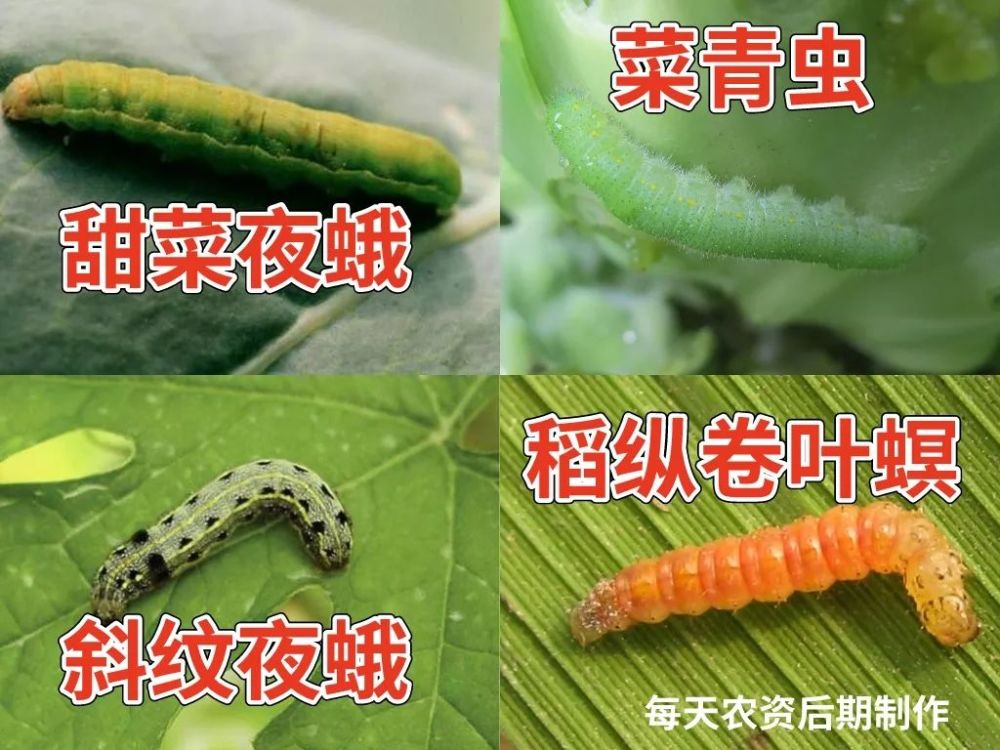 虱螨脲 杀虫又杀卵 3大关键点必看 腾讯新闻