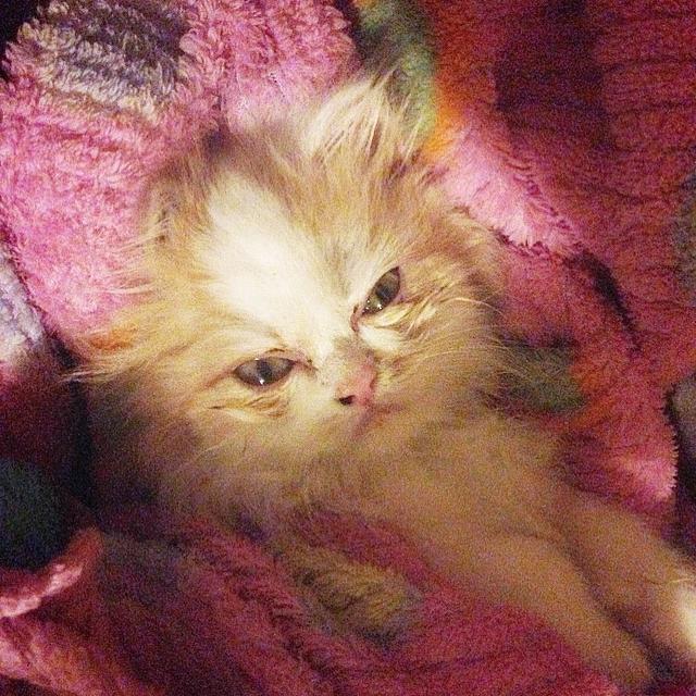 波斯猫整天一脸不爽,感觉对谁都很凶,主人却说这猫咪是开心果
