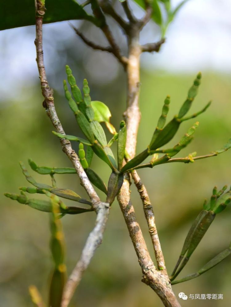 "螃蟹脚"又称"茶精",是一种罕见的寄生植物,于凤凰山寄生在古树单丛