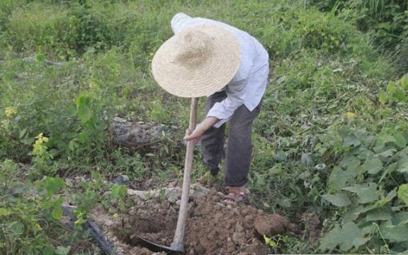 紫人参 山药上市了 它的营养远远高于通俗山药 价格也便宜