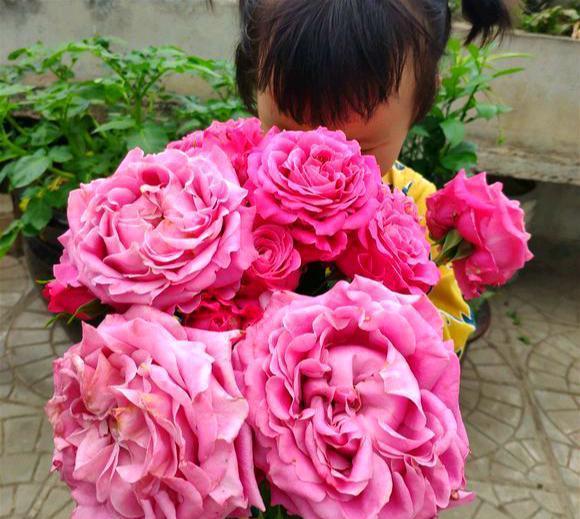 喜欢养花朵 硕大 的花吗 老花匠推荐这1种 不光花朵大还特香
