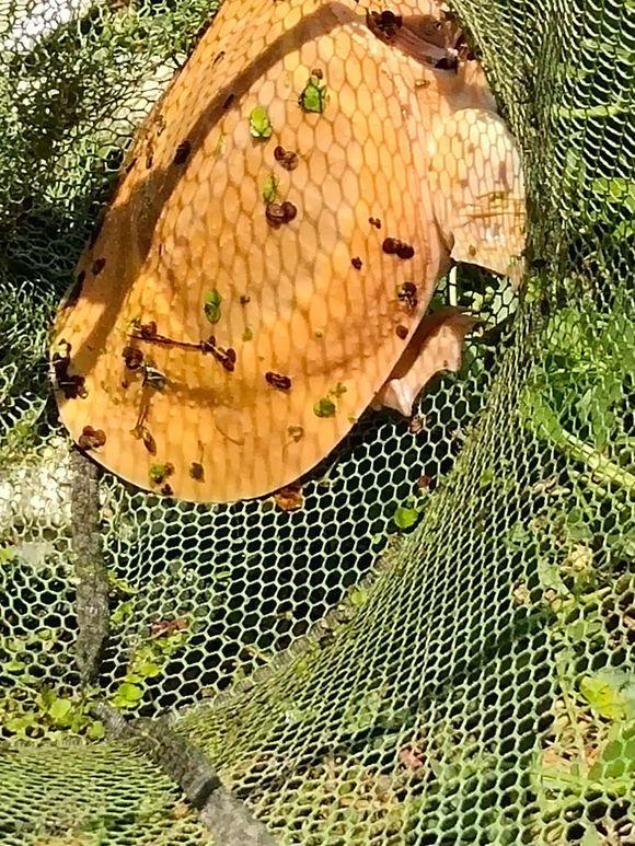 长江鳖精?荆州钓友，长江支流钓起三斤大鳖，竟全身金黄色