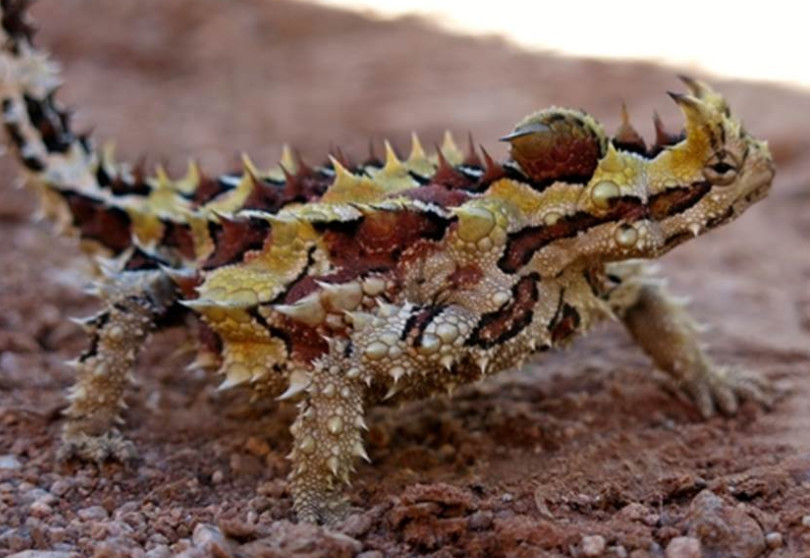 全球最丑的动物 却被玩成网红 成有钱人的最爱
