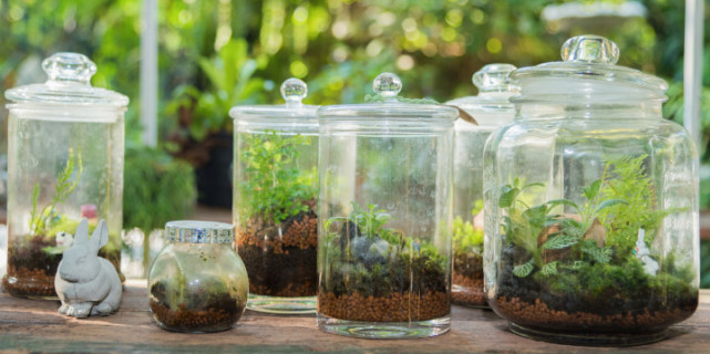 园艺知识 最适合养在玻璃容器的五种植物