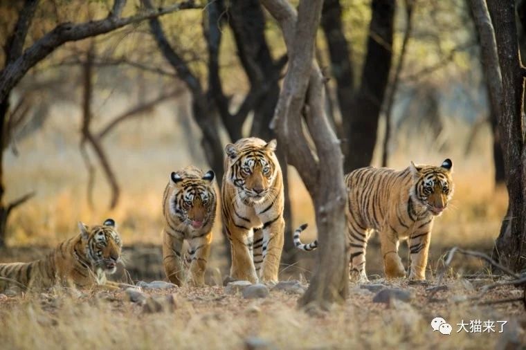 全球老虎日 现存的6种老虎各剩多少只 有4种老虎比东北虎还少
