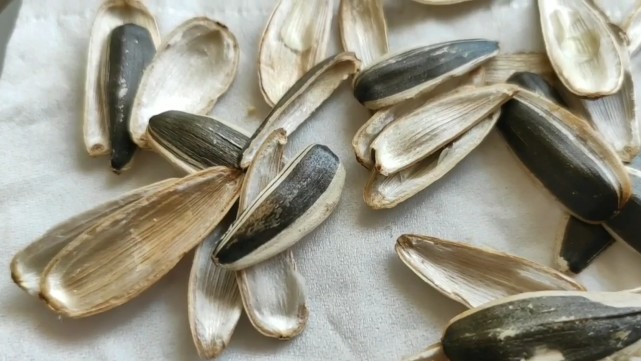 吃剩的瓜子壳也有妙用懂得人不多学会一年能省很多钱