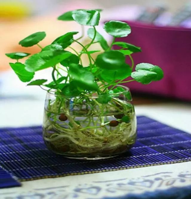 养花 水培植物养殖易犯 5个错误 很多人都不知道 难怪养啥都养不好 腾讯新闻