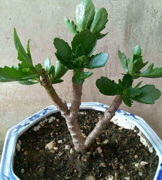 长寿花夏天有"三忌",避开它,轻松度夏,秋凉又能花苞满枝头