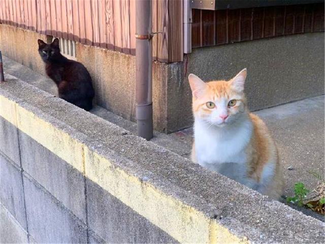 黑猫总被认为最凶 但性格和花色并无关系 个性来自主人后天培养