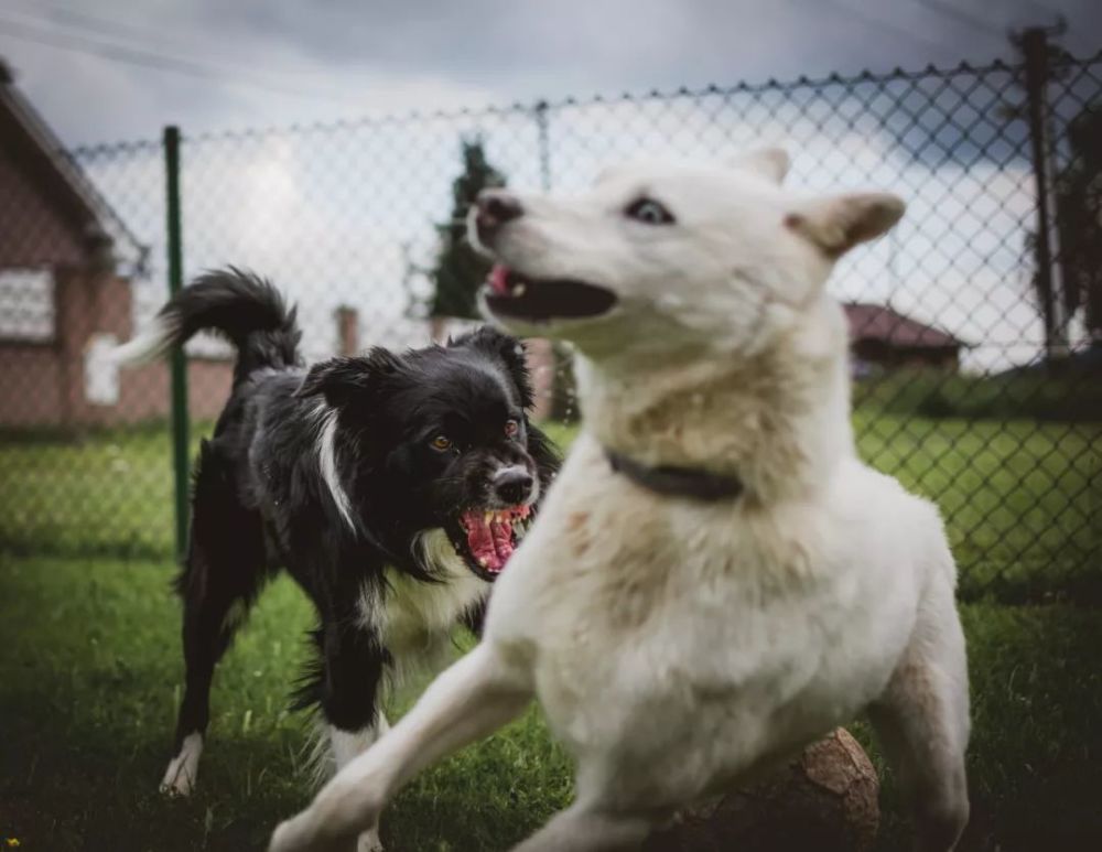 狗狗教程 爱犬攻击性强 作为主人你需要了解这十一种原因 腾讯新闻