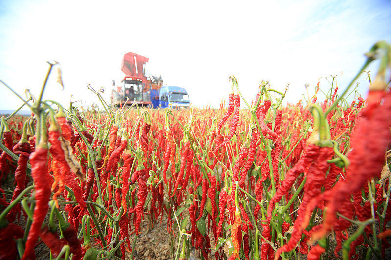 辣椒田在花期阶段如果过分稠密的话,光合结构不合理会导致大面积的