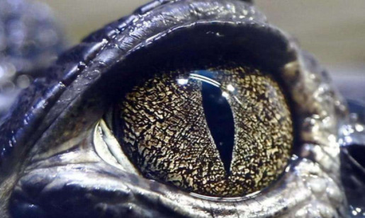 心理测试 三只动物眼睛 哪一只是蛇眼 测你的天赋在哪里