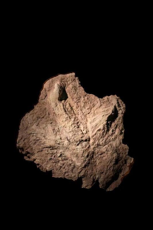 中国发现亚洲首例霸王龙足迹 长度超半米