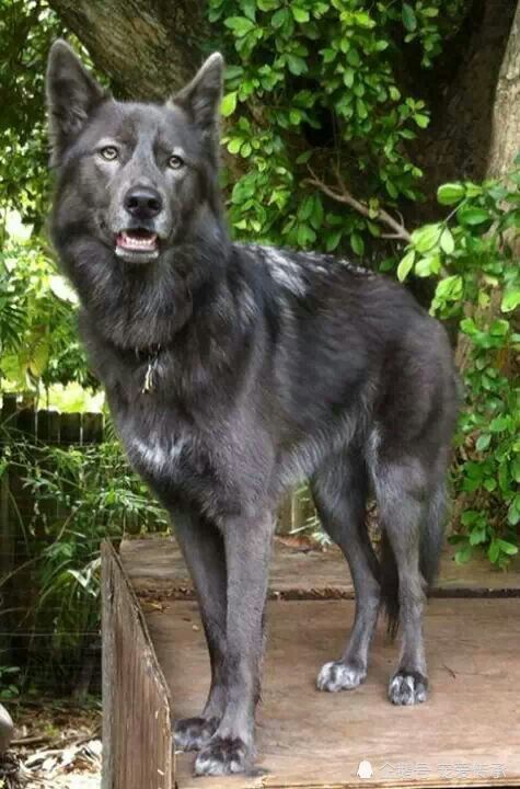 它们没成为军犬，是军犬界的损失，中国名犬入围，它的能力被低估