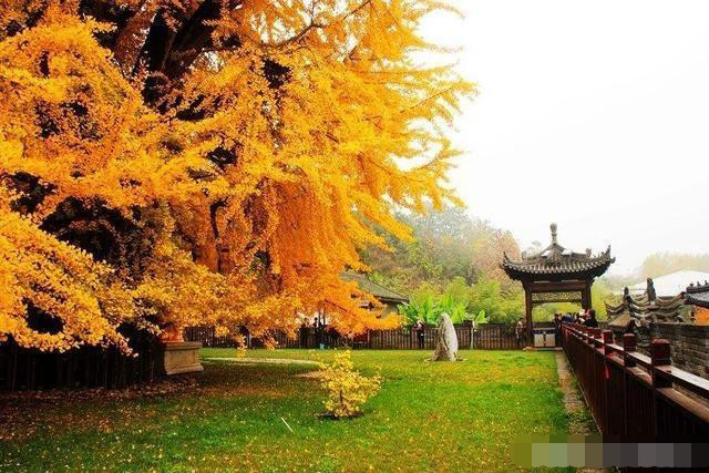 “森林保卫者”之美丨草原深处留下的青春印记森林卫士是什么鸟动物