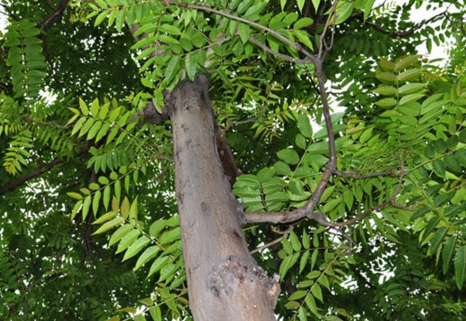 农村院子里种什么树好民间五大镇宅树寓意美好还容易种活