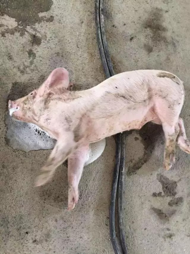 非洲猪瘟会导致小猪出现四肢划水,声音嘶哑等神经症状么?