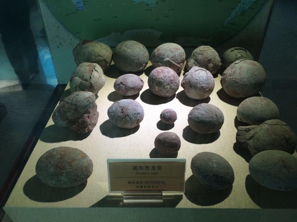 9岁小学生河边玩耍发现6600万年前的恐龙蛋化石,网友:优秀