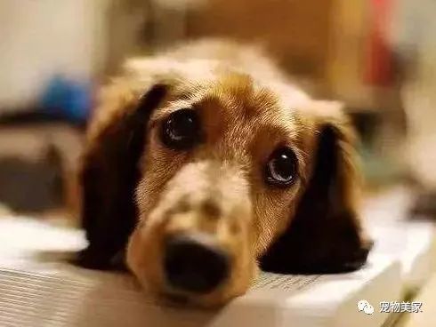 狗狗临死前都会离开家 具体原因你知道吗 临死前有什么征兆