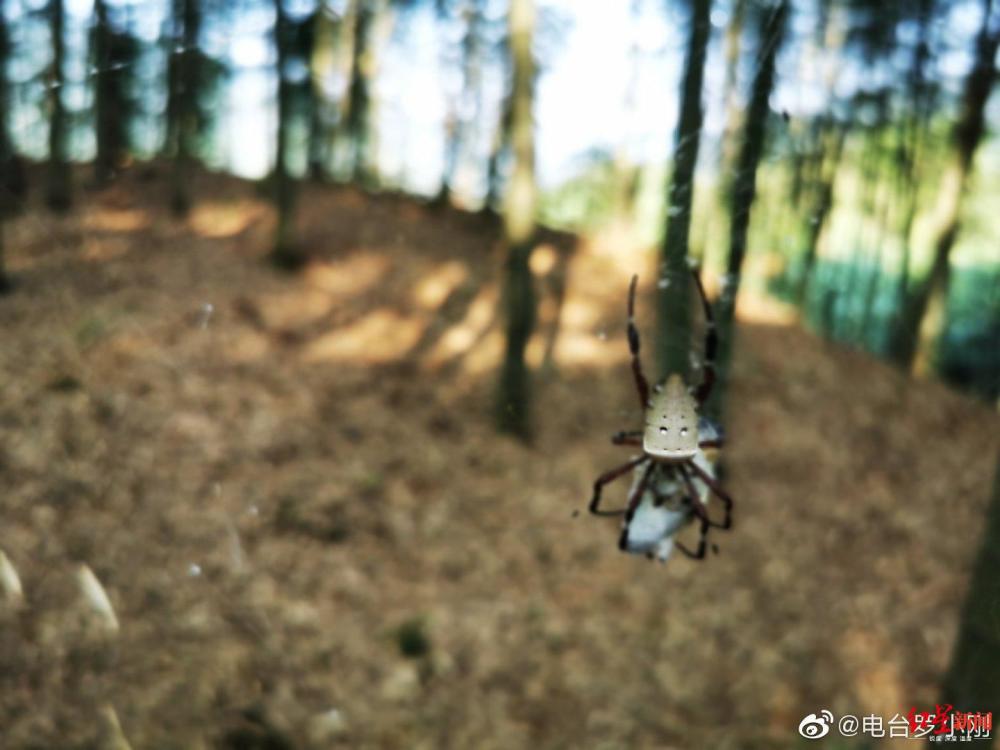 鬼吹灯 中剧毒人面蜘蛛现身 专家 大多数蜘蛛对人危害不大