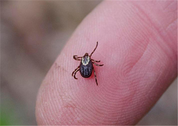 位于骷髅谷山丘上,遍地都是羊驼尸体,还有正在发病的羊驼,头东倒西歪