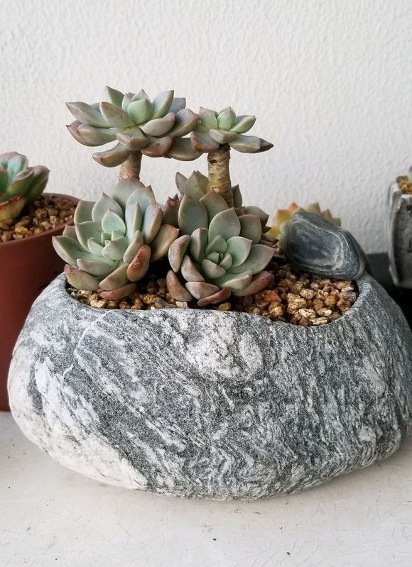 石头做花盆-除此外,也有肉友将捡来的鹅卵石自制石头花盆.