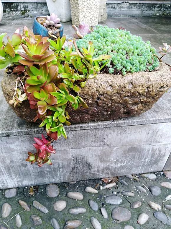 用石头来养多肉,越养越值钱,养啥都好看!