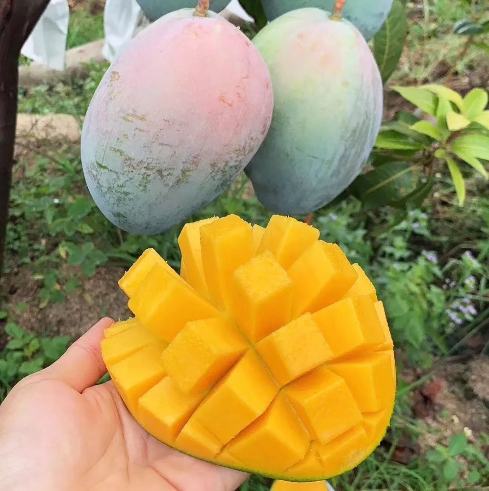 比脸还大的凯特芒,皮薄核小多汁,果肉嫩滑如布丁