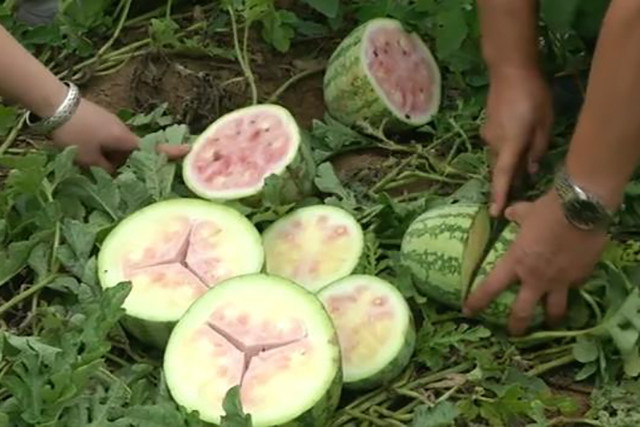 陕西大爷7亩西瓜全部空心 口感发酸 5万斤全砸手里了