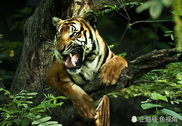 华南虎灭绝图片