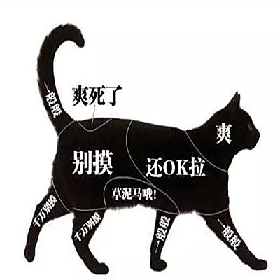 猫咪的肚子千万不能摸 网上盛行的 撸猫图 究竟是真是假